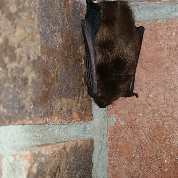 bat hanging in chimney