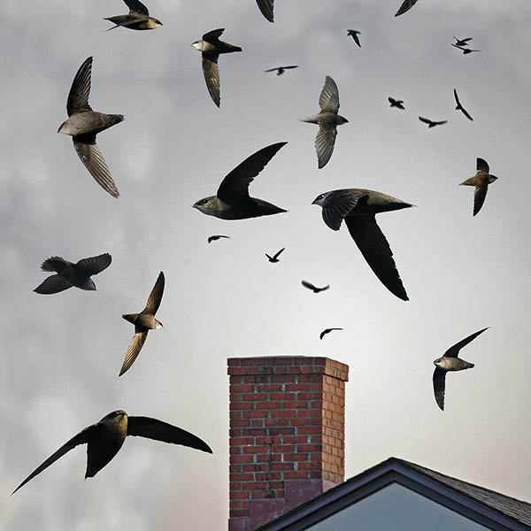 bird screens for chimney swifts huntsville alabama