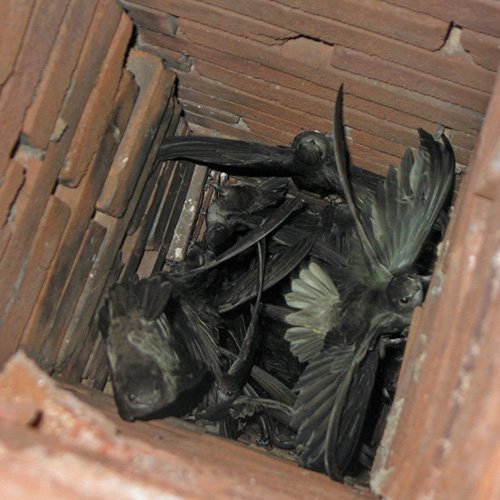 chimney swifts bird screen damper cap 